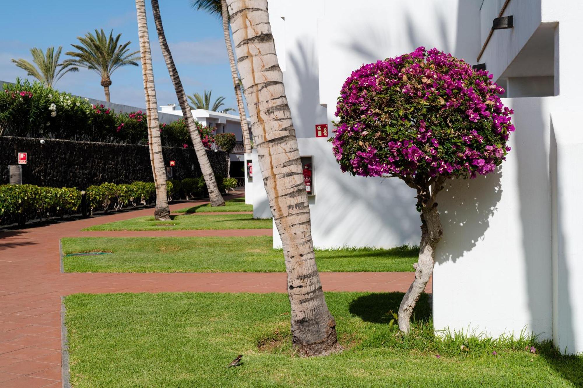 Plus Fariones Apartamentos Puerto del Carmen  Eksteriør billede